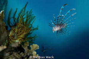 Philippines - Cebu - Moalboal - Lion Fish by Mathias Weck 
